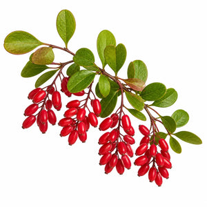 Berberina