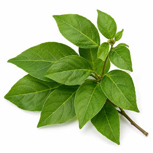 Gymnema Sylvestre